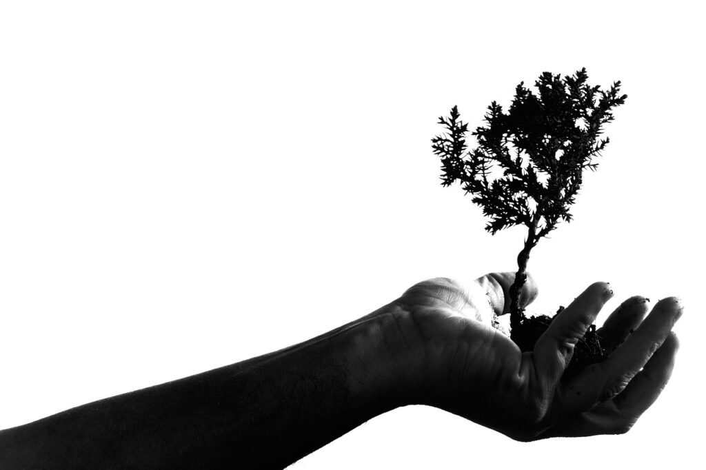 adult, bonsai, hand, plant, portrait, shadow, silhouette, tree, hold, nature, holding, growth, monochrome, black and white, concept, idea, isolated
